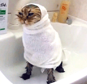 GIF of a soaking wet cat, sitting in a sink, wrapped tightly in a towel. 6 surprising causes of diaper leaks by LilHelper.ca Blog