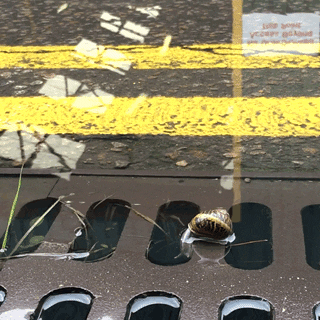 Slow moving GIF showing a snail moving into a storm drain surrounded by a puddle