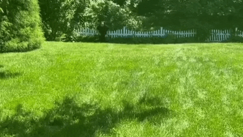 giphy.gif