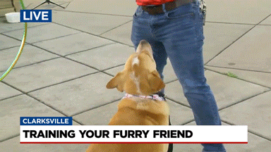 News4 GIF by WSMV News 4, Nashville