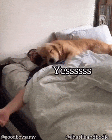 Cuddle all day today in dog gifs