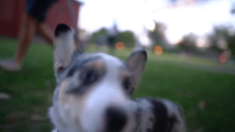 Be like this pup and make sure to enjoy your time outside (GIPHY)