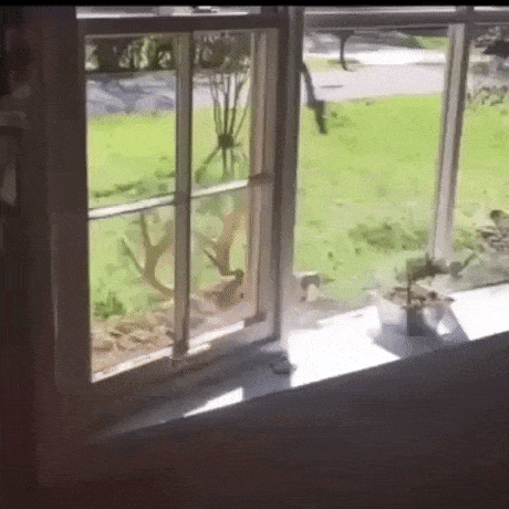Scaring off the deer in funny gifs