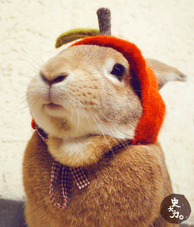 Animated Bunny GIFs - Find & Share on GIPHY