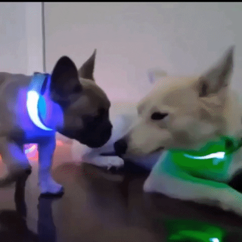 Rechargeable LED Glow Collar
