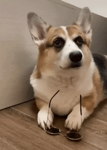 Coolest dog ever in dog gifs