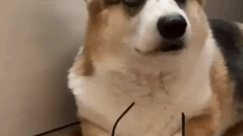 Coolest dog ever gif