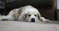 http://giphy.com/gifs/dog-cat-ekl9ynmDFRX4k via GIPHY Katso kuva