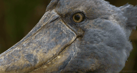 creepy shoebill bird
