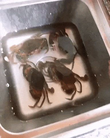 Never mess with a crab in fail gifs