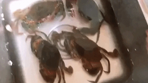 Never mess with a crab