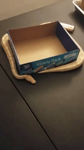 Real life snake game in funny gifs