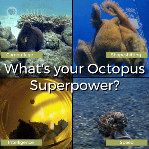 Octopus Camouflage GIF by Nature on PBS