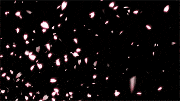 cherry blossom petals gif