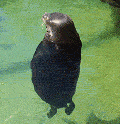 Seal Spinning GIF - Find & Share on GIPHY