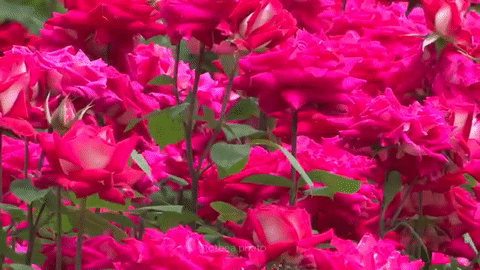 Nguyễn Đức Nhơn