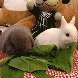 bunnies lettuce