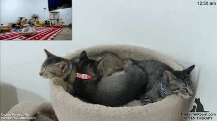 Falling Asleep Cat GIFs - Find & Share on GIPHY
