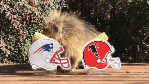 Teddy Bear The Porcupine Predicts Patriots Wins Super Bowl GIF - Find & Share on GIPHY