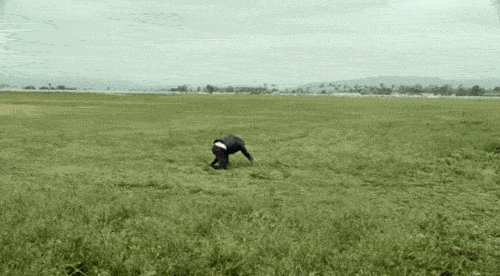 giphy.gif