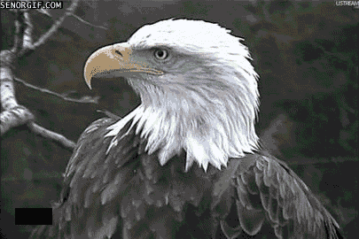 Funny Animal Eagle GIFs - Find & Share on GIPHY