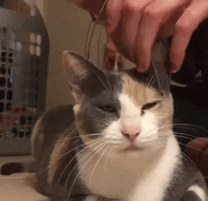 Cat Head Massage
