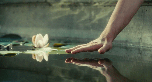 lotus zen calm water