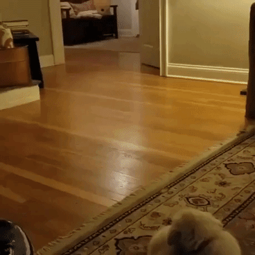 Kids reaction to a puppy gift in funny gifs