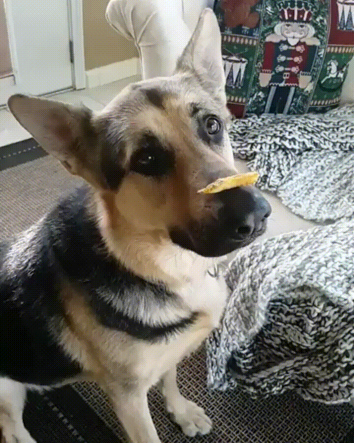 german shepherd gif german shepherd gif