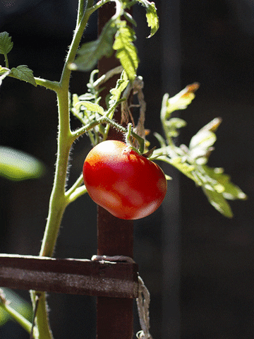 Garden Tomato GIF - Find & Share on GIPHY