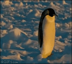Penguin Falling GIFs - Find Share on GIPHY