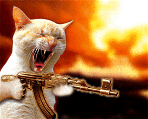 Image result for cat with a gun