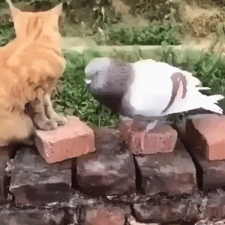Cat and pigeon in funny gifs