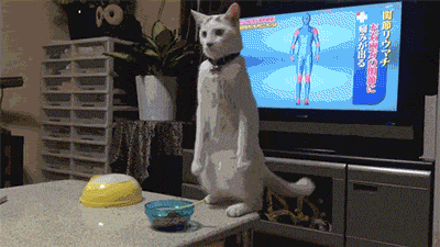 National Cat Day in 19 GIFs
