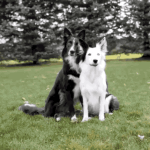 Gif of two dogs