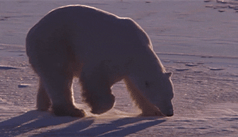 oso polar con flojera
