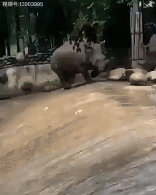 Whoops in animals gifs