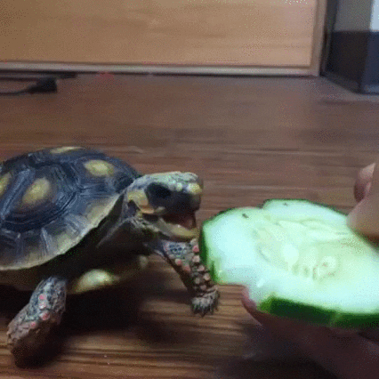 tortoise cucumber