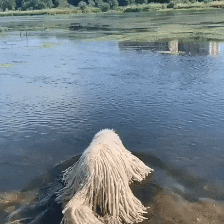 The first mop sighted in the wild in funny gifs