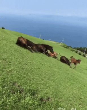 Drunk Horses in funny gifs