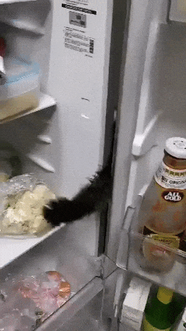How to Clean and Organize Refrigerator | Black Cat Reaches Out Food in the Refrigerator