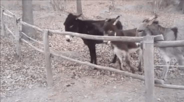 They Are Smart Animals in animals gifs