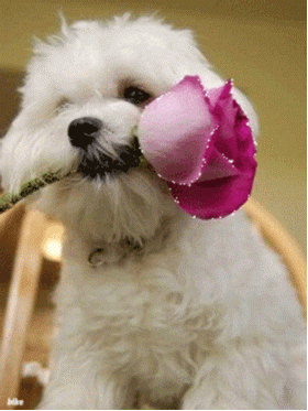 animals dog cute puppy rose