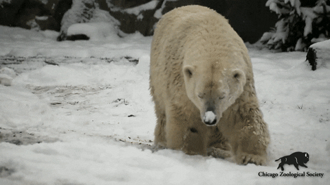 Polar bear lying on the snow