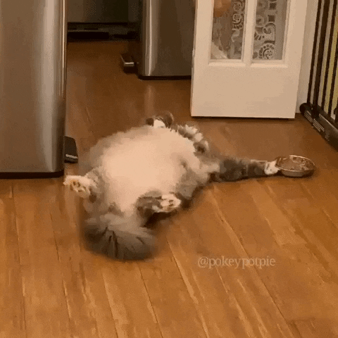 Chonky Catto Lazy to Get Up Funny Mood Reaction Fluffy