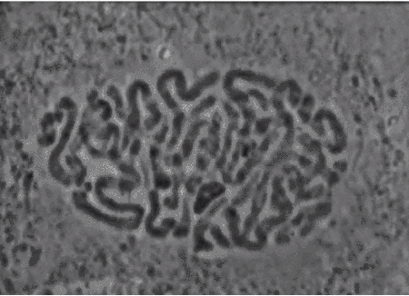 Cell Division GIF - Find & Share on GIPHY