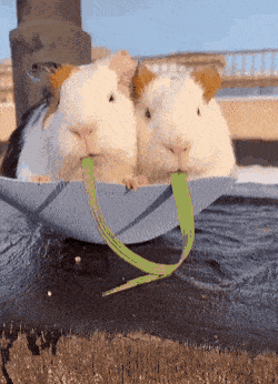 Cutest gif of the day in funny gifs