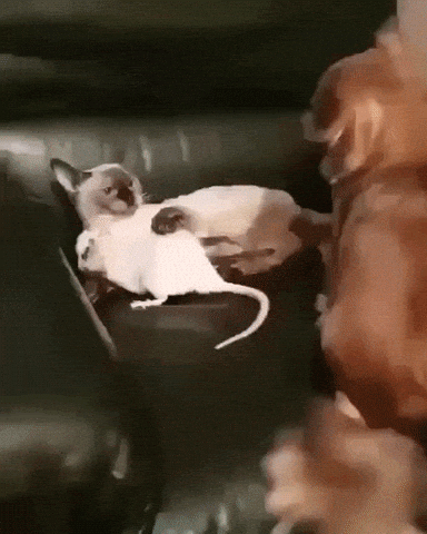 Tom and Jerry are finally friends in funny gifs