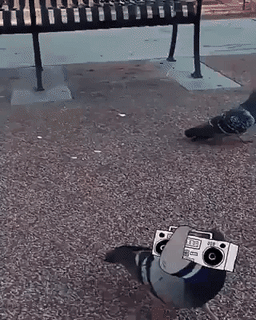Coolest bird in hood in funny gifs