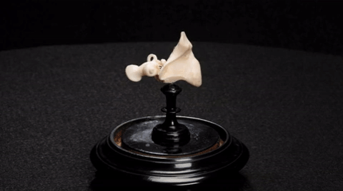 Cochlea Inner Ear